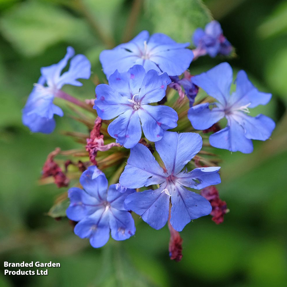 Ceratostigma willmottianum 'Forest Blue' image