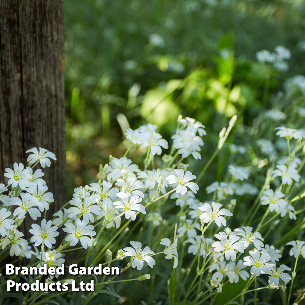 Cerastium tomentosum image