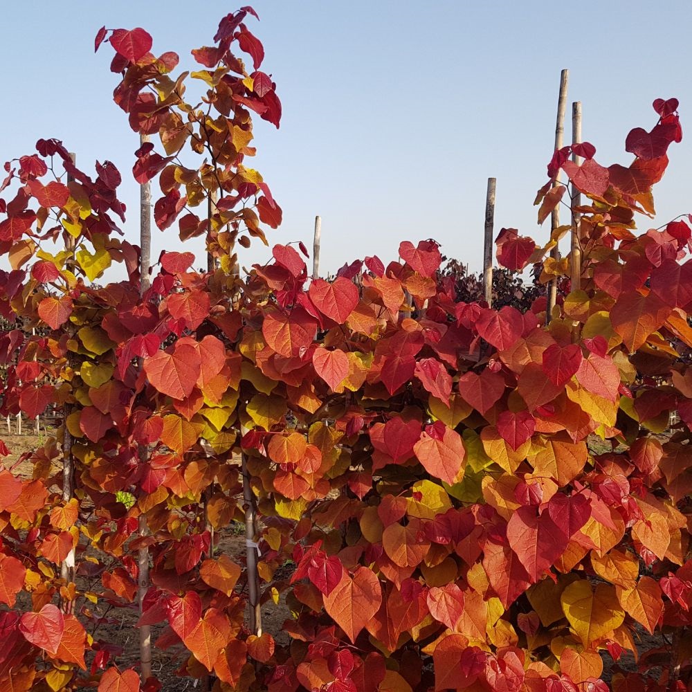 Cercis 'Eternal Flame' image