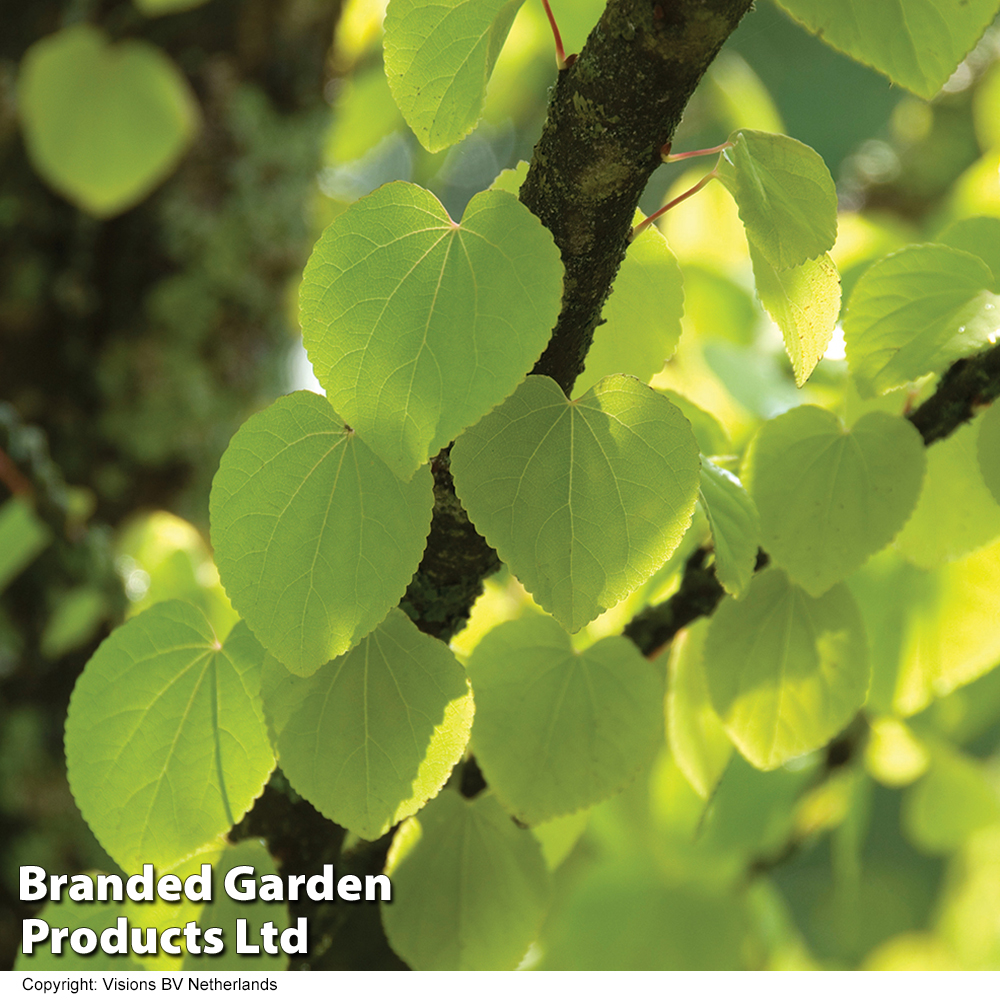 Cercidiphyllum Japonicum image