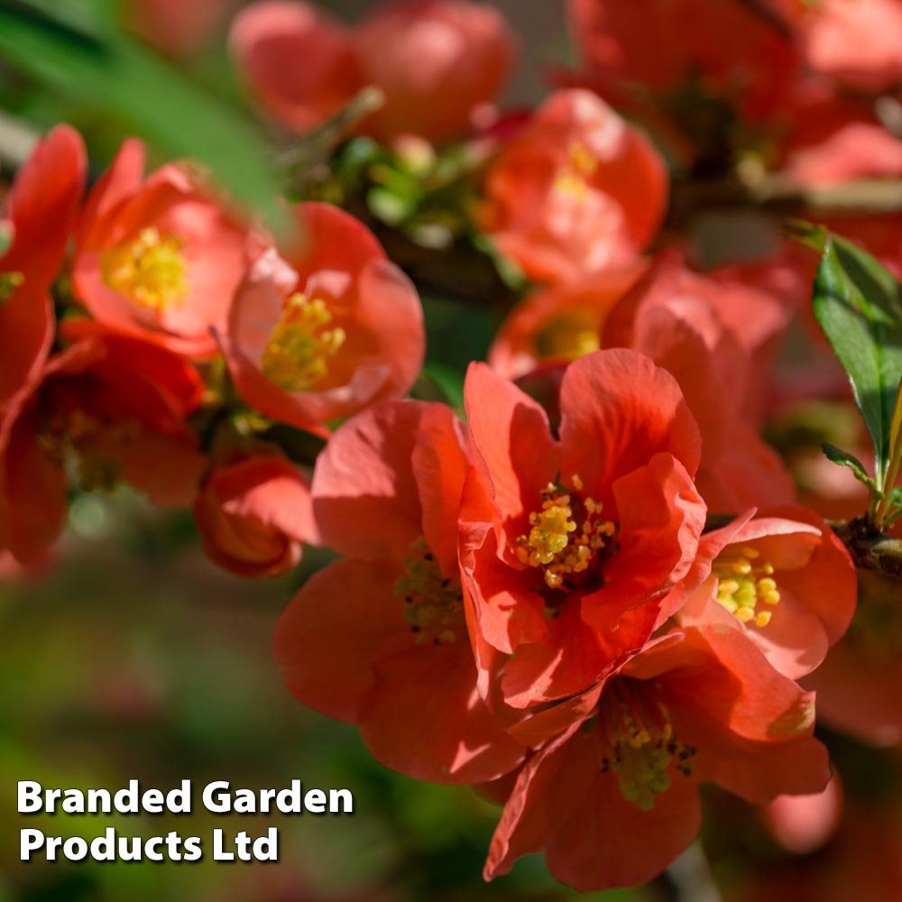 Chaenomeles x superba 'Clementine' image