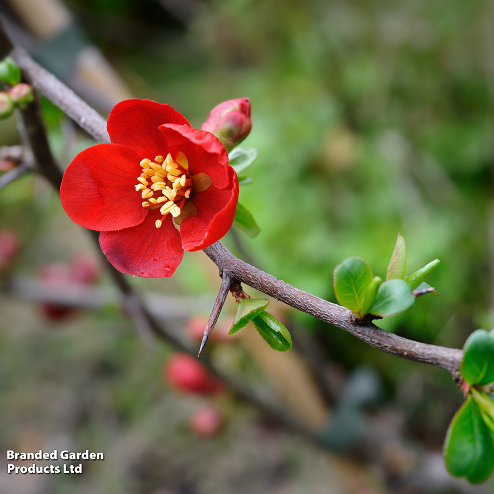 Chaenomeles x superba 'Crimson and Gold' image