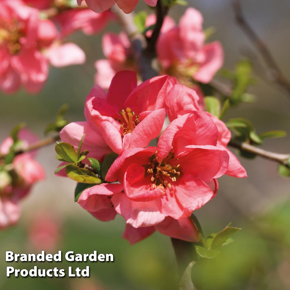 Chaenomeles x superba 'Pink Lady' image