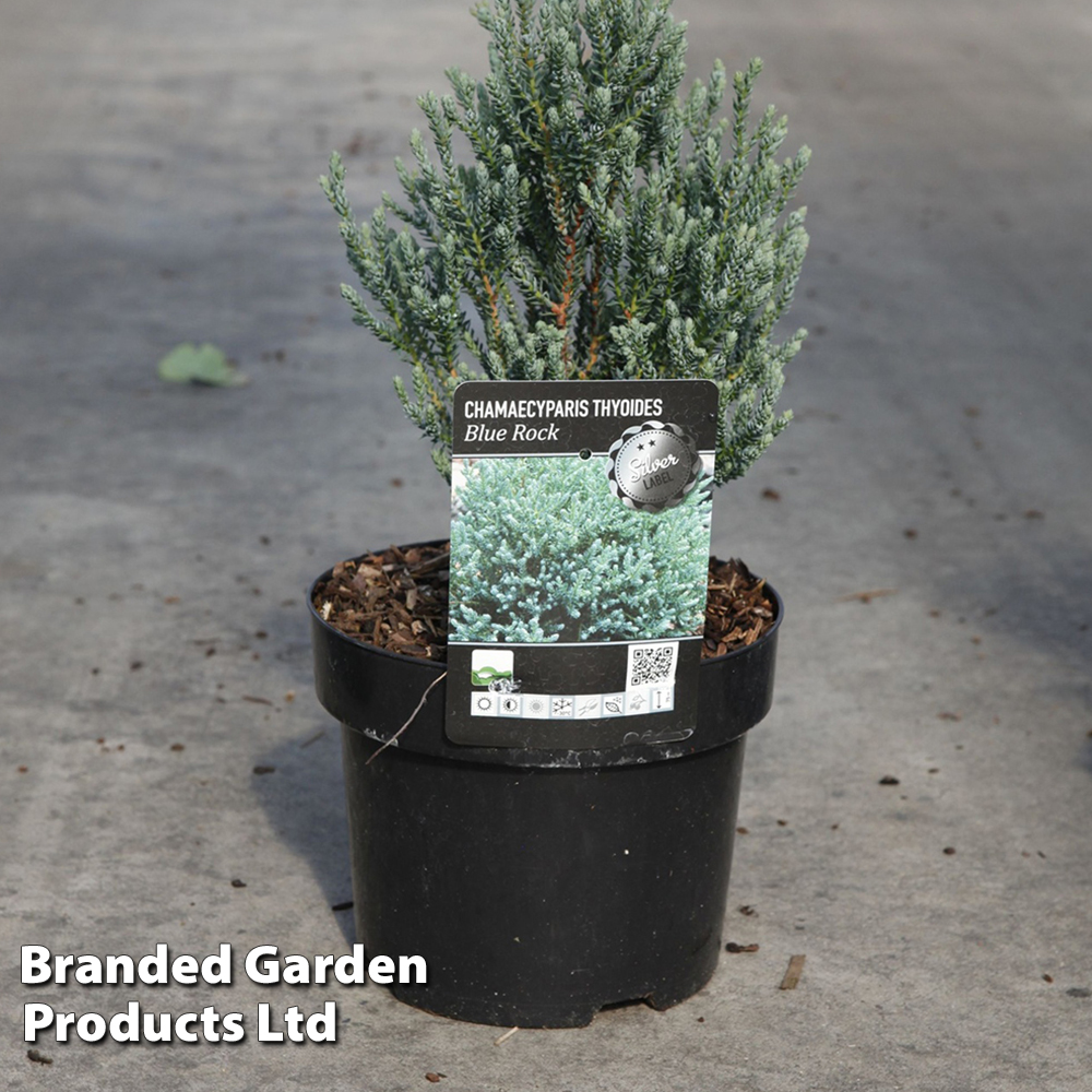 Chamaecyparis thyoides 'Blue Rock' image