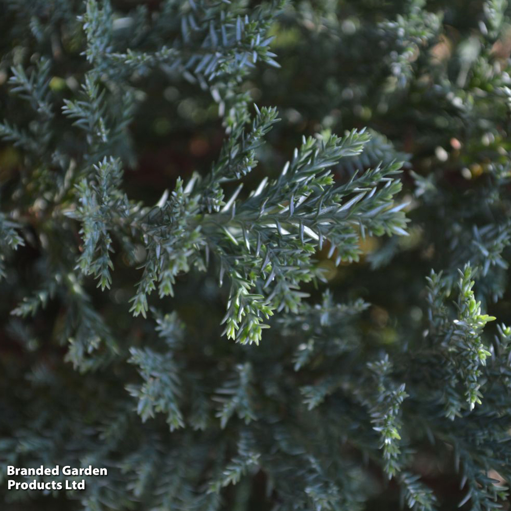 Chamaecyparis lawsoniana 'Ellwood's Pillar' image