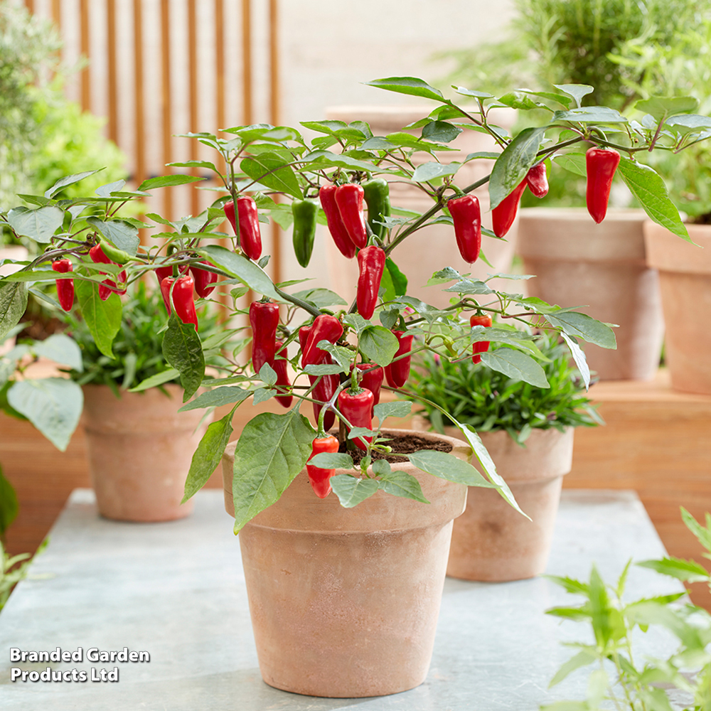 Chilli Pepper 'Baby Jalapeno' (Patio Pepper) image