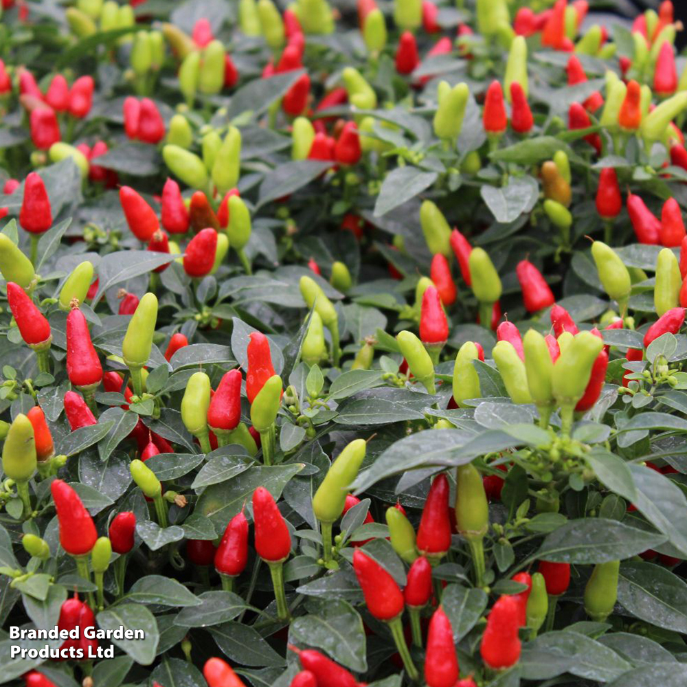 Chilli Pepper 'Fields of Fire' - Seeds image