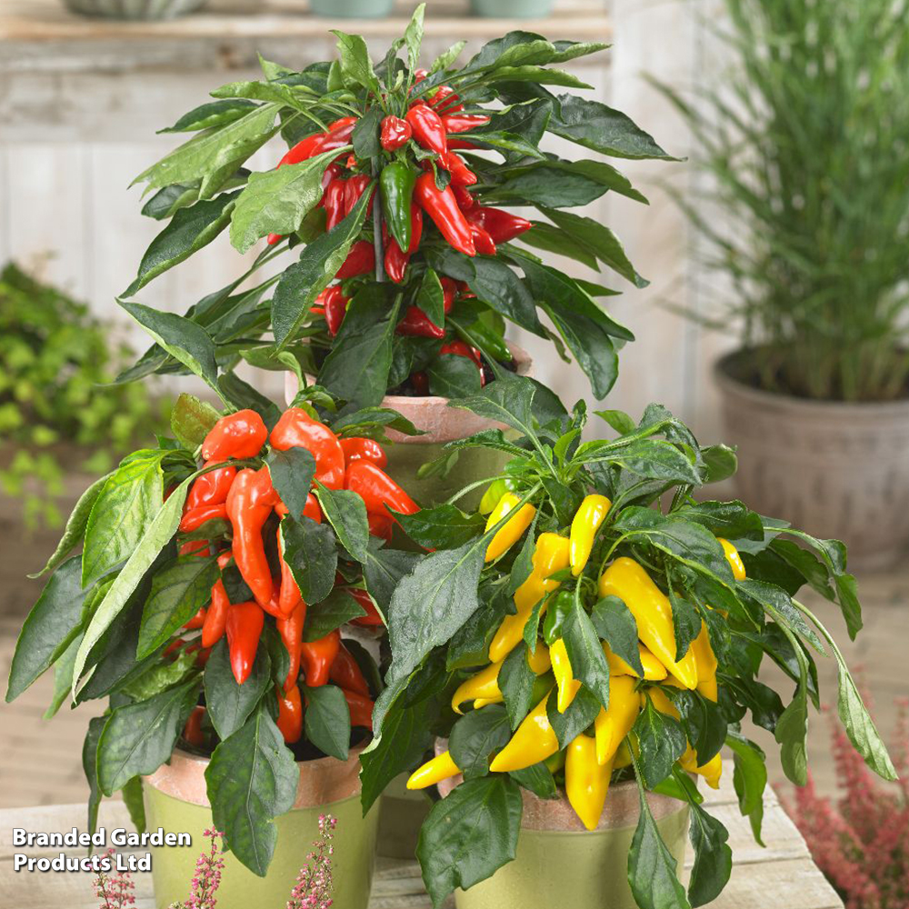 Chilli Pepper 'Galaxy Tricolour' image