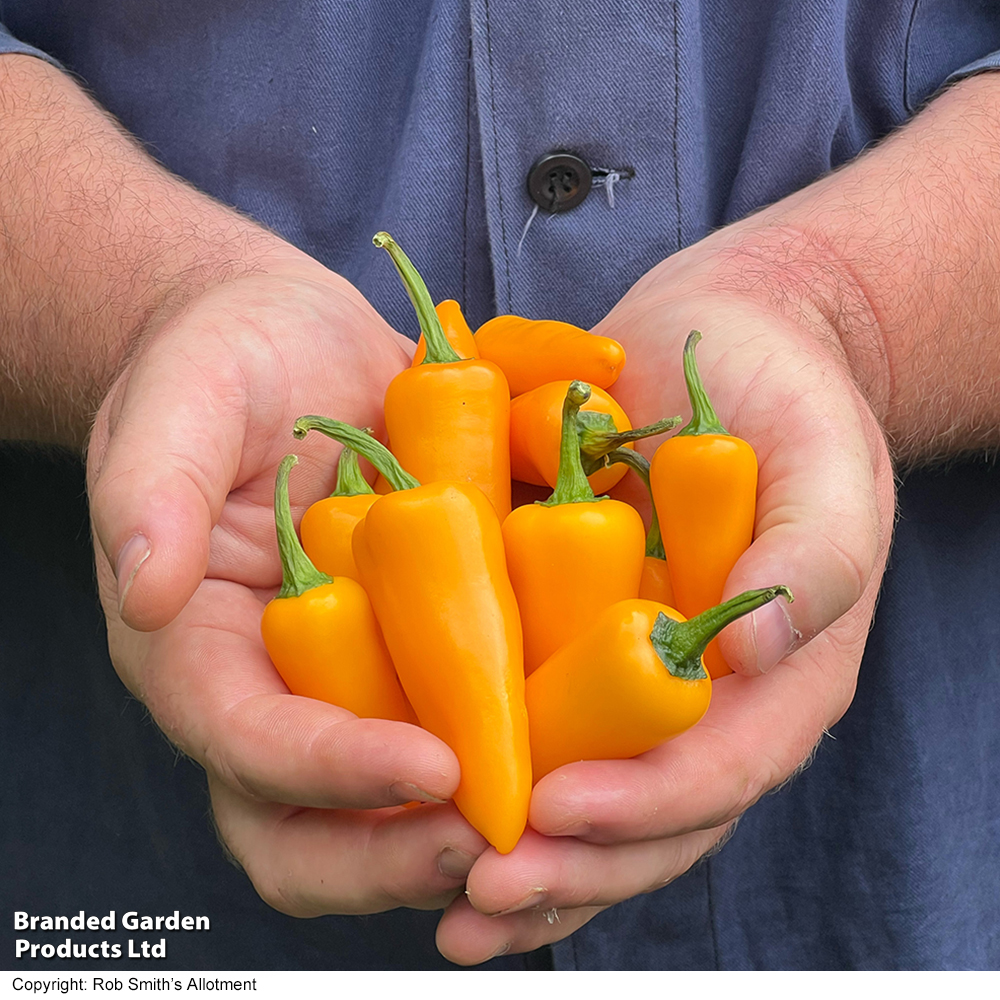 Chilli Pepper 'Golden Jalapeno' - Seeds image