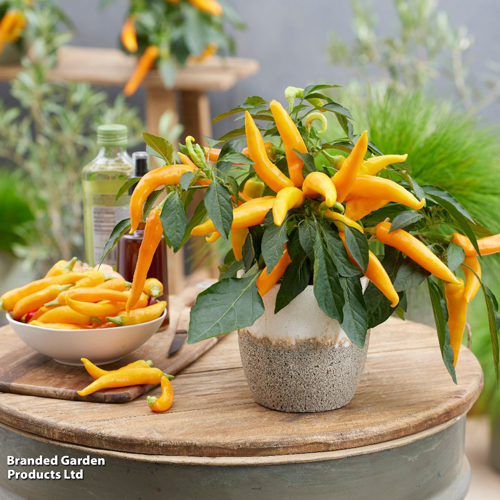 Chilli Pepper 'Hades Gold' F1 - Seeds image