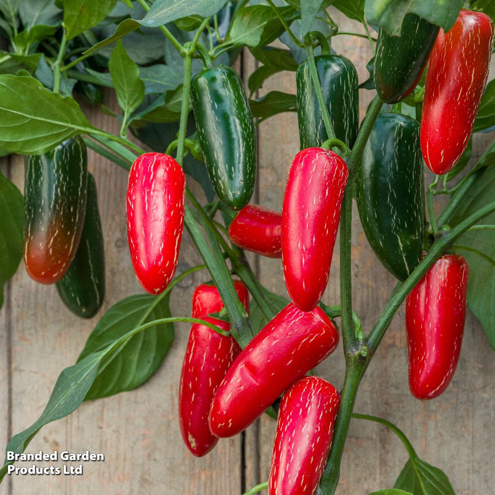 Chilli Pepper 'Nadapeno' - Seeds image