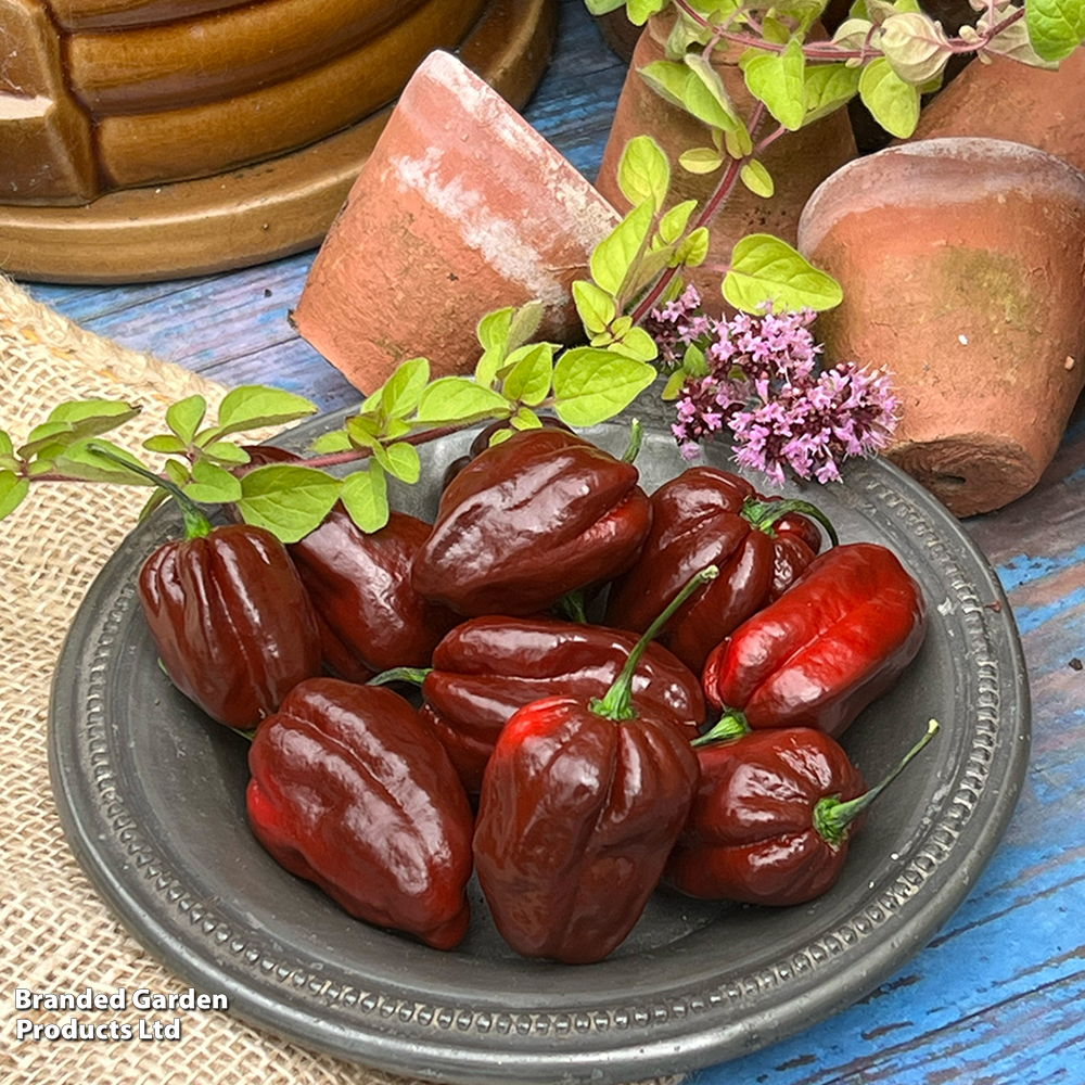 Chilli Pepper 'White Chocolate' - Seeds image