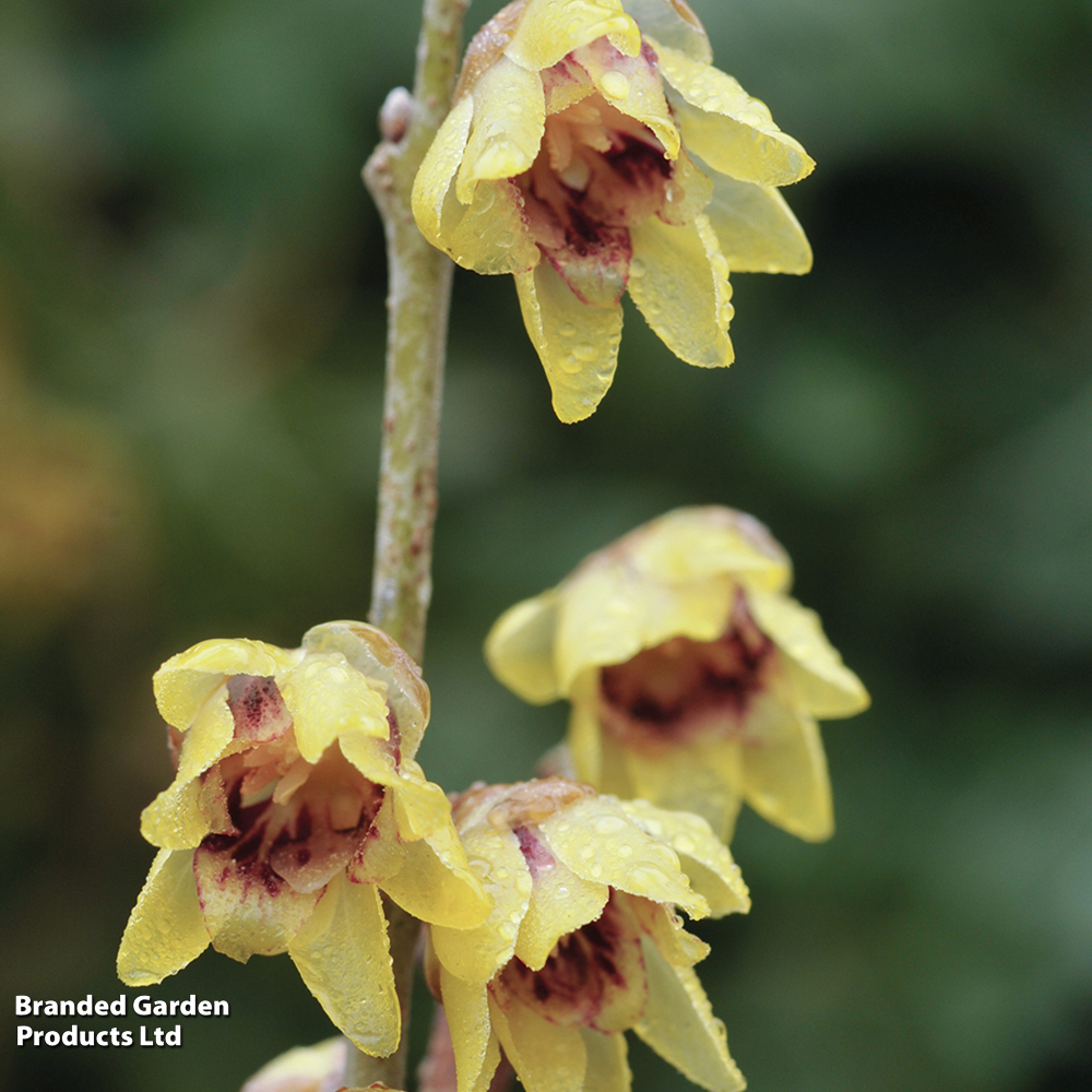 Chimonanthus Praecox image