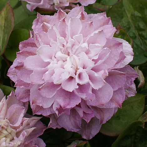 Clematis 'Dancing Smile' image