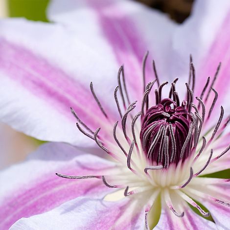 Clematis 'Girenas' image