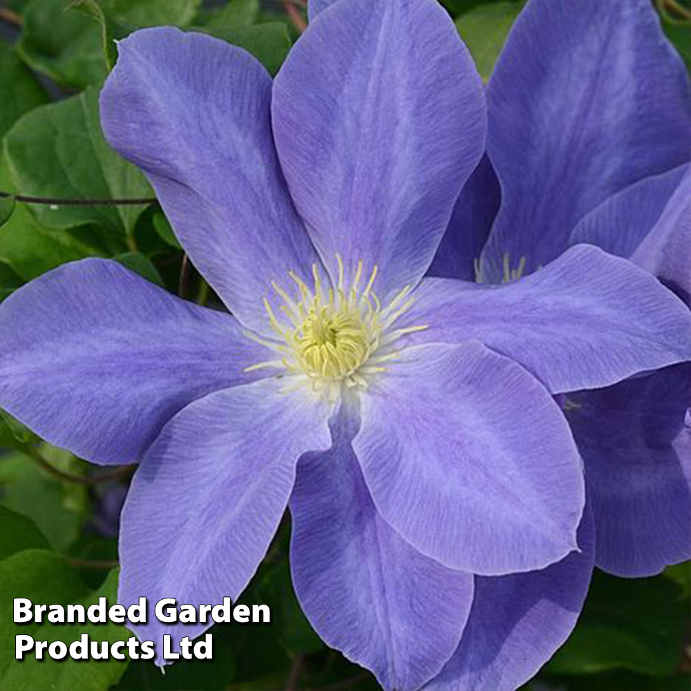 Clematis Diana's Delight™ evipo026 image