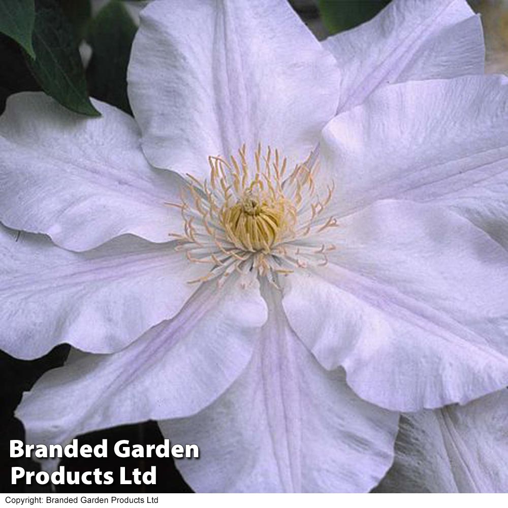 Clematis Ice Blue™ evipo003 image