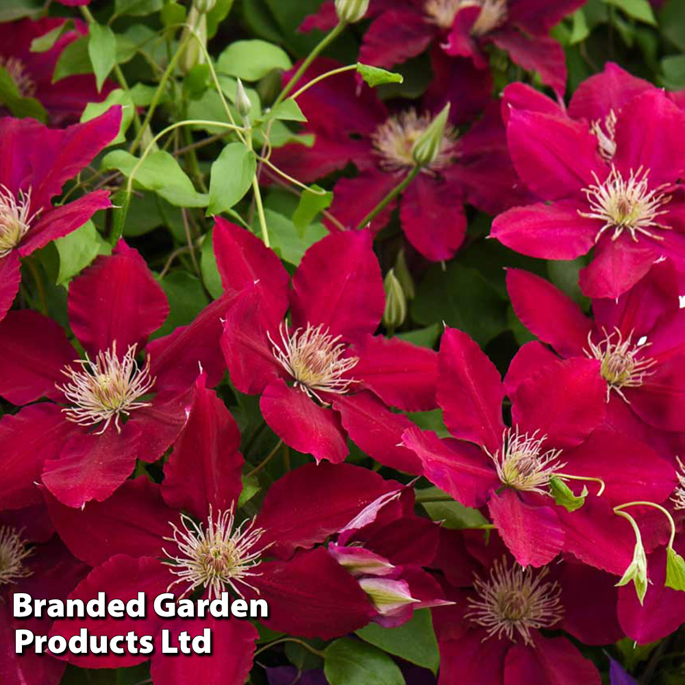 Clematis Rebecca™ evipo016 image