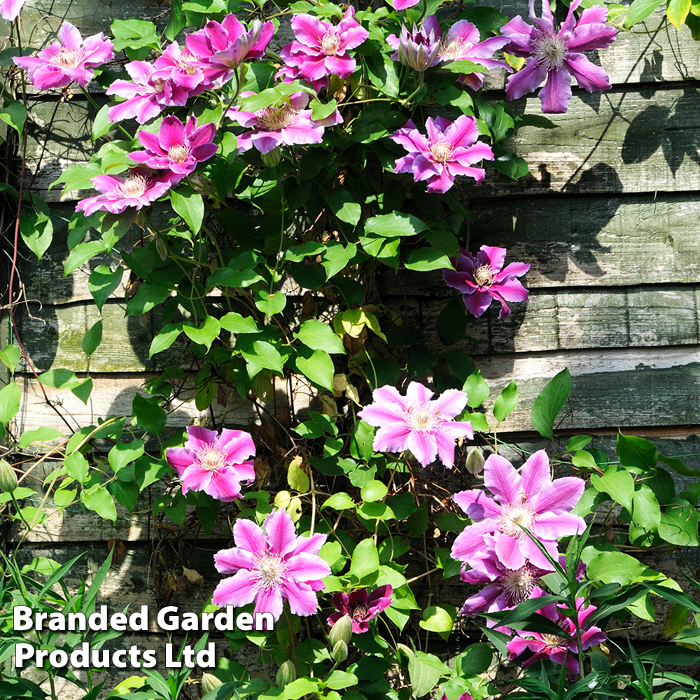 Clematis Alaina™ evipo056 image