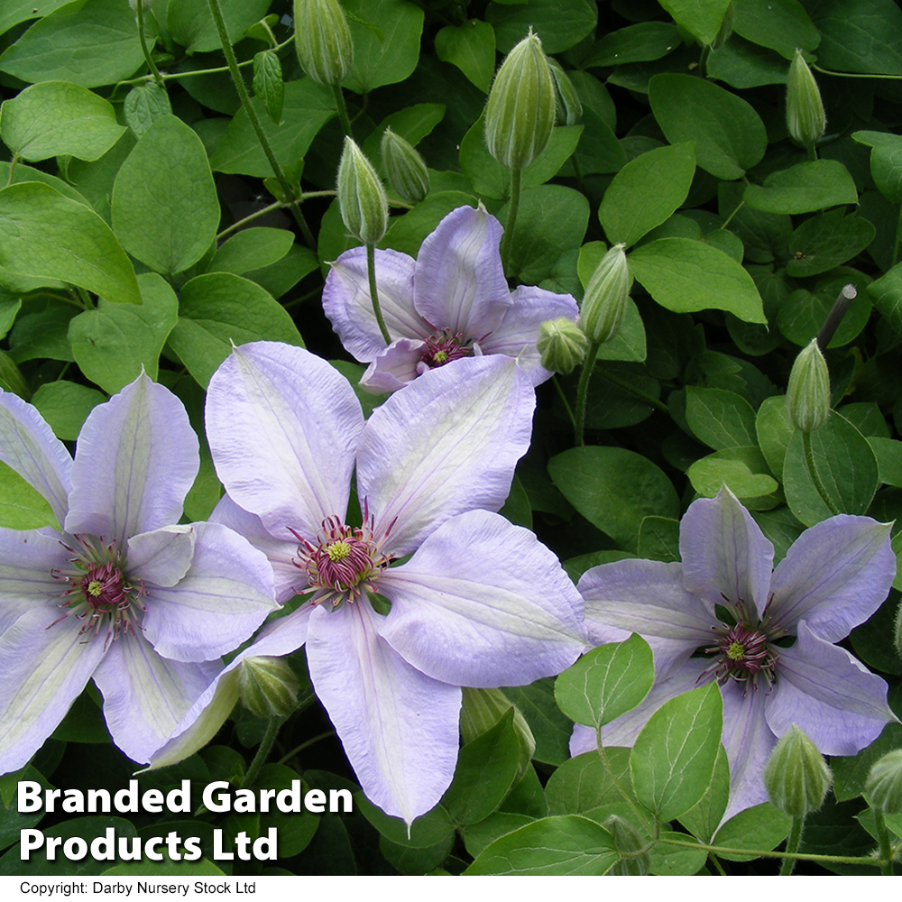 Clematis Bernadine™ evipo061 image