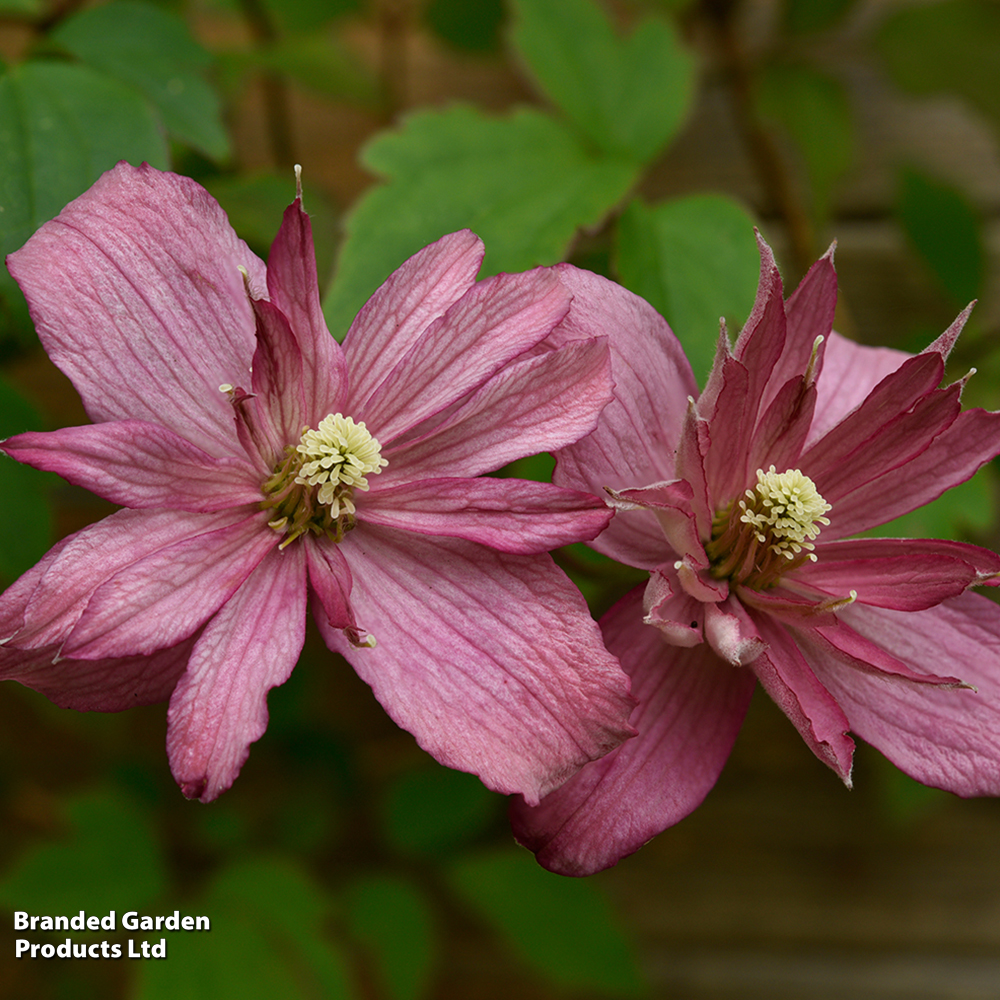 Clematis 'Broughton Star' image