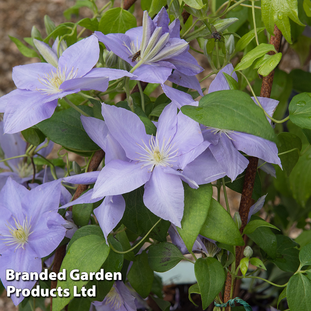 Clematis Cezanne™ evipo023 image