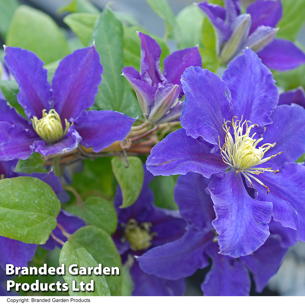 Clematis Chevalier™ evipo040 image