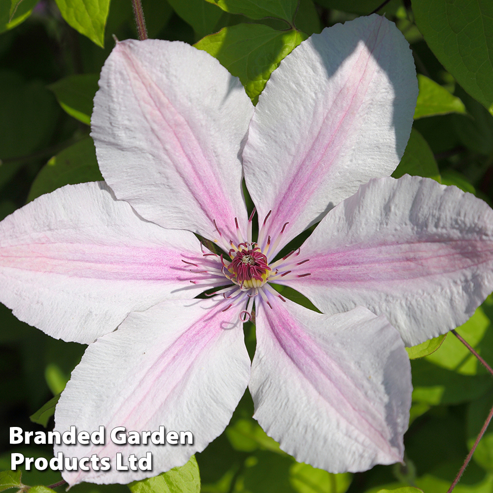 Clematis Corinne™ evipo063 image