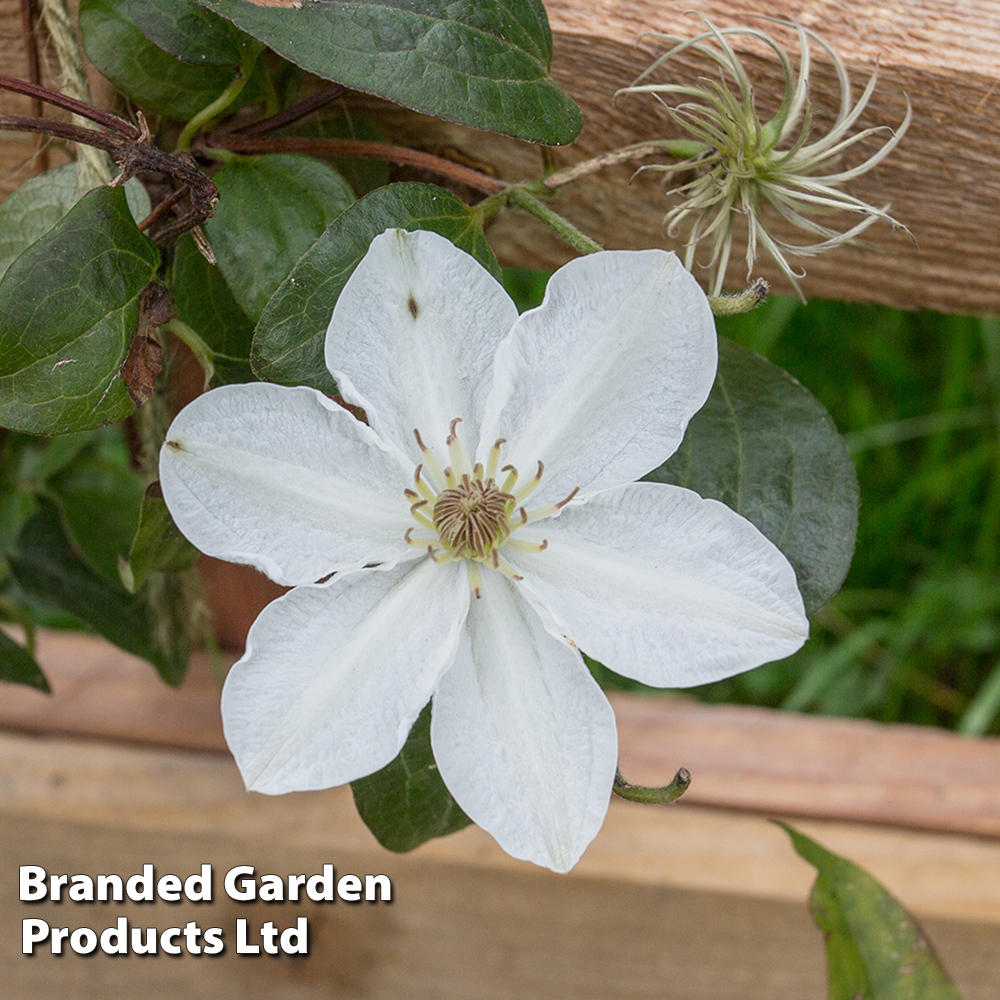 Clematis 'Destiny' image