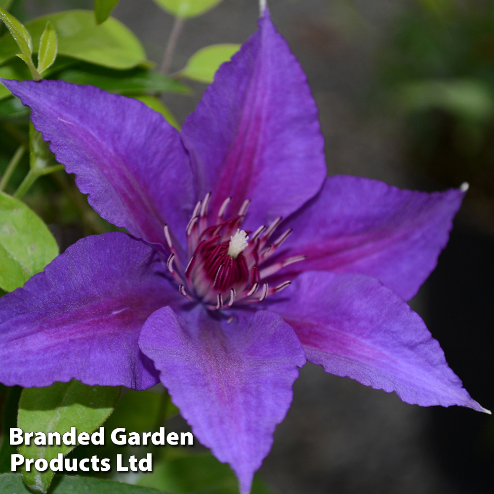 Clematis Edda™ evipo074 image