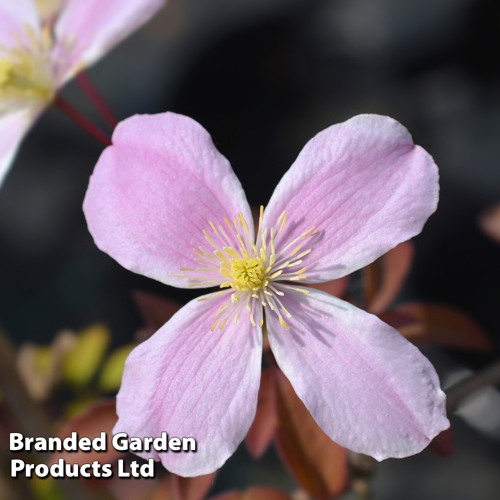 Clematis montana 'Fragrant Springs' image