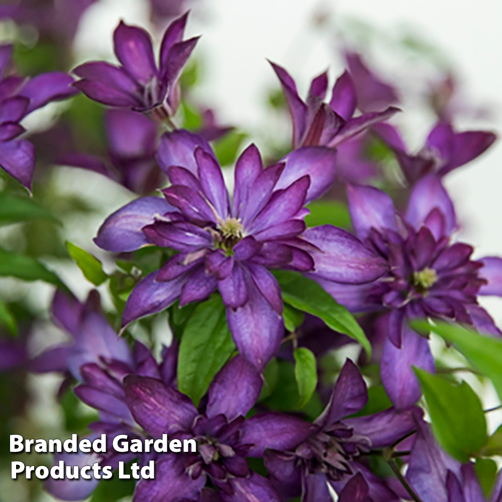 Clematis 'Glorious®? Day' image