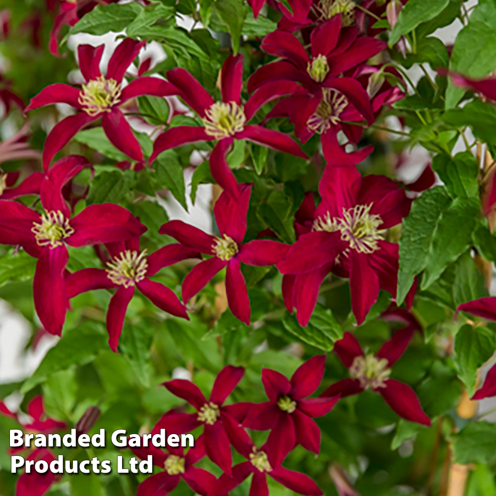 Clematis 'Glorious®? Red' image