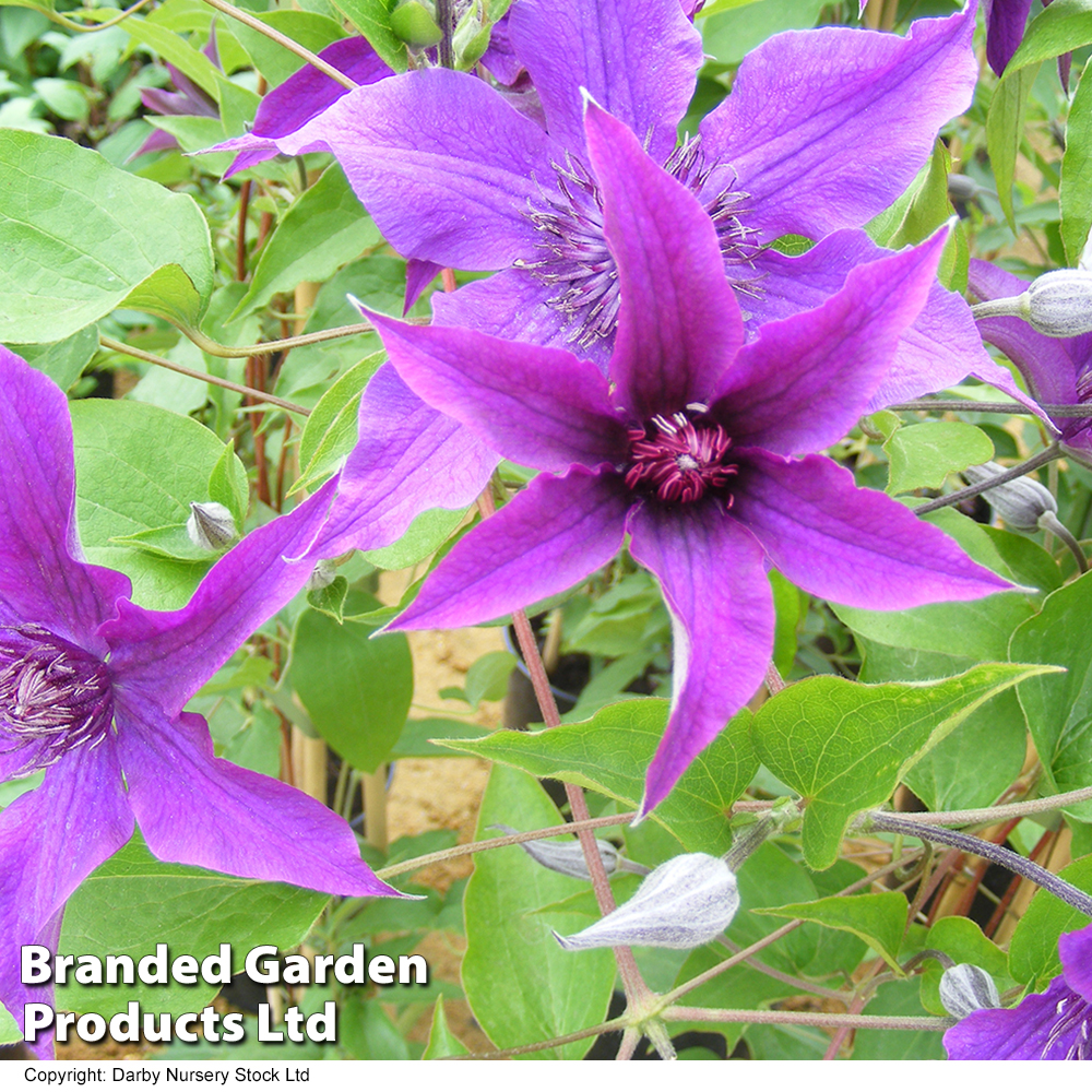 Clematis 'Guiding Promise'™ evipo053 image