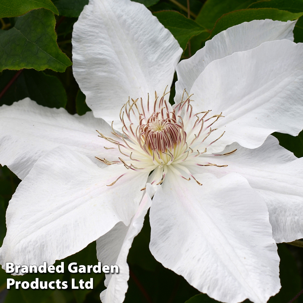 Clematis Hyde Hall™ evipo009 image