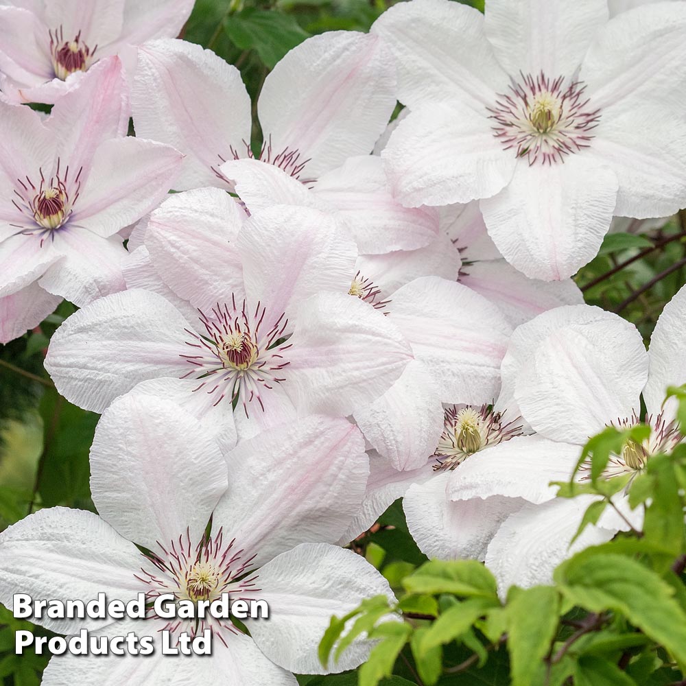 Clematis 'Jan Pawel II' image