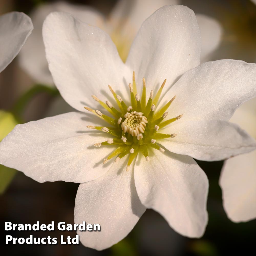 Clematis x cartmanii 'Joe' image