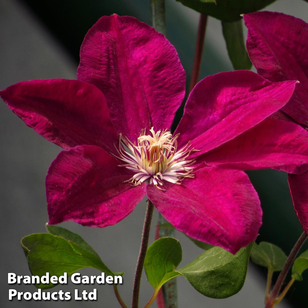 Clematis 'John Howells' image