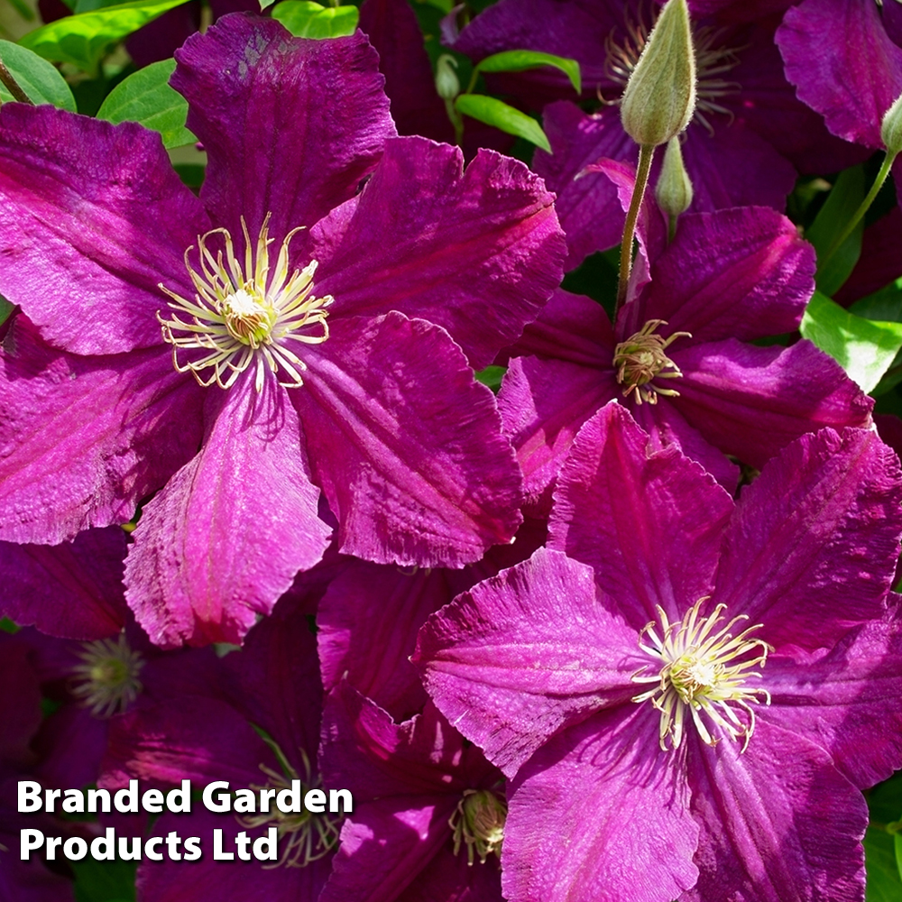 Clematis 'Kardynal Wyszynski' image