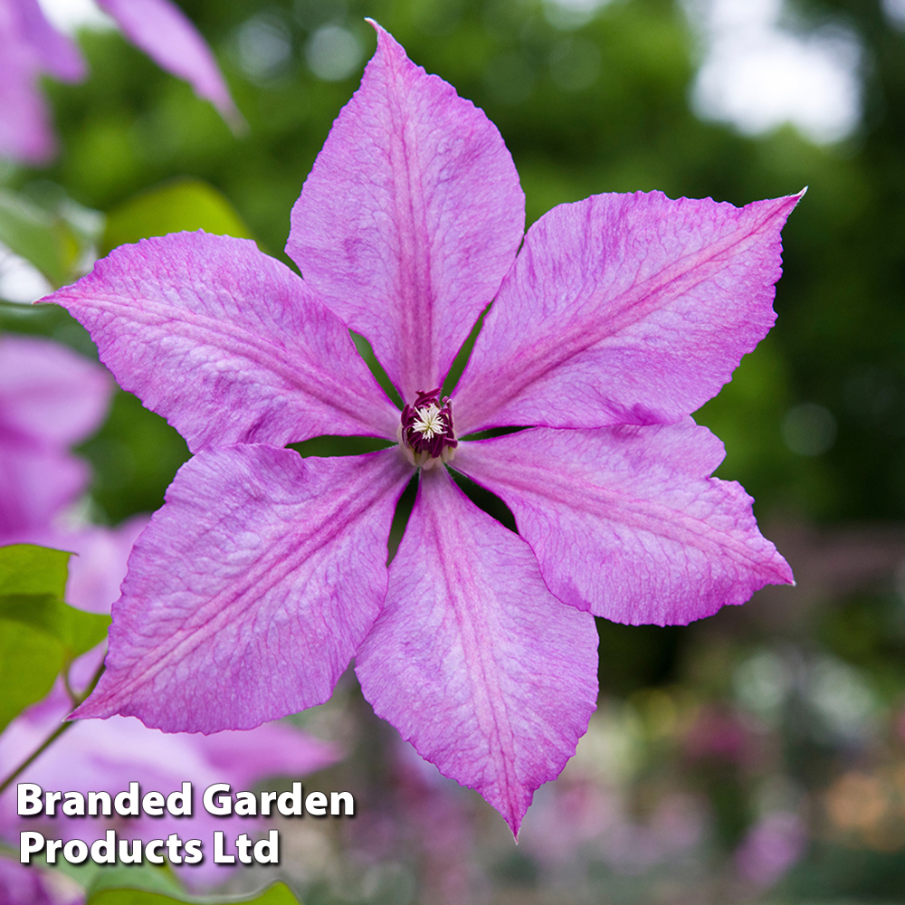 Clematis 'Margaret Hunt' image