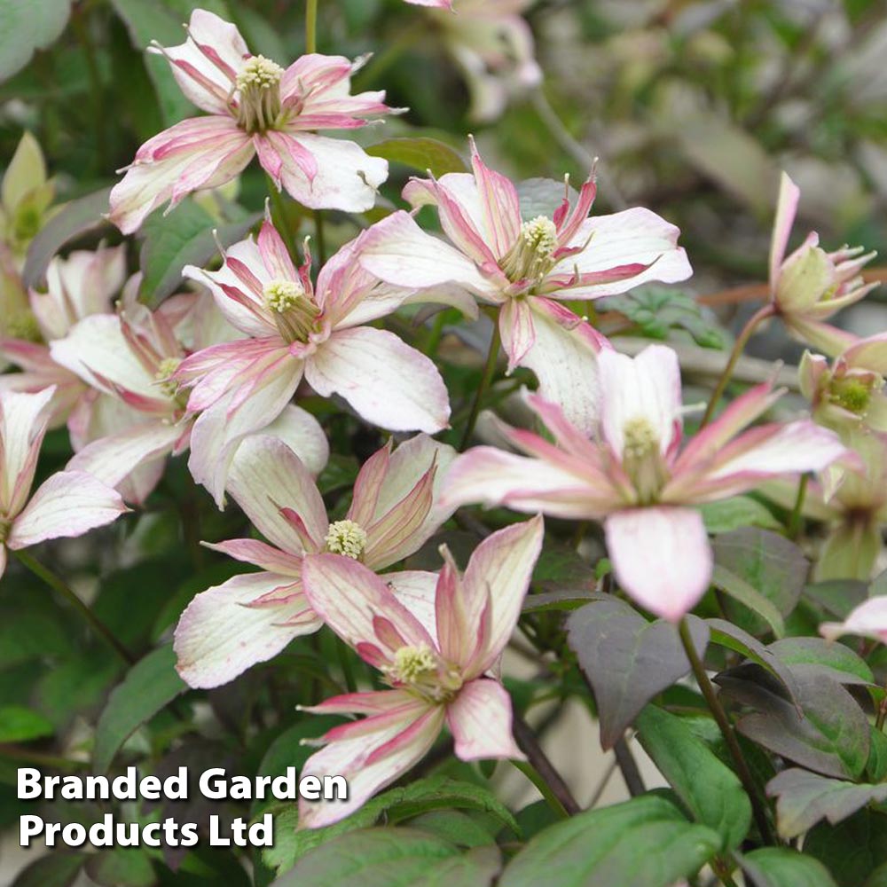 Clematis montana 'Marjorie' image