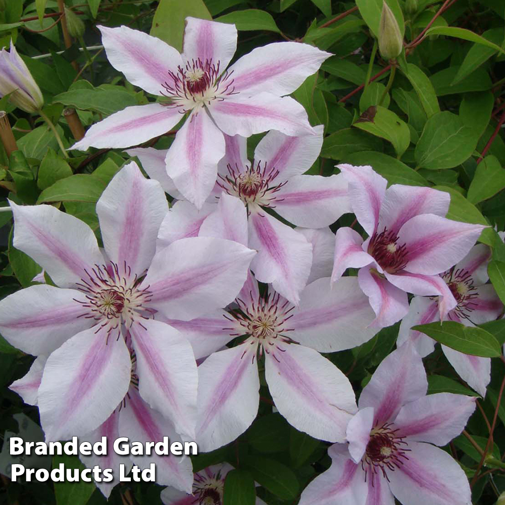 Clematis 'Nelly Moser' image