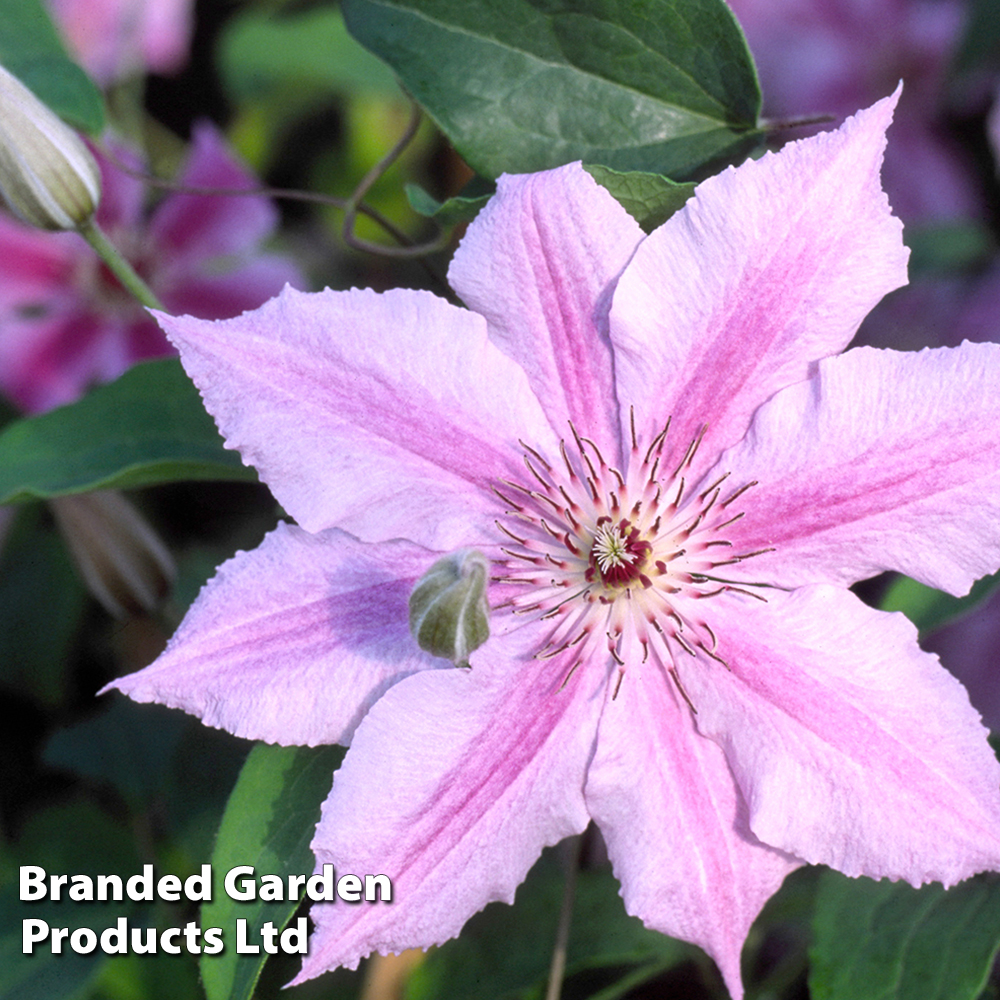 Clematis Ooh La La™ evipo041 image