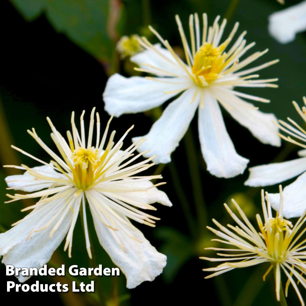 Clematis 'Paul Farges' image