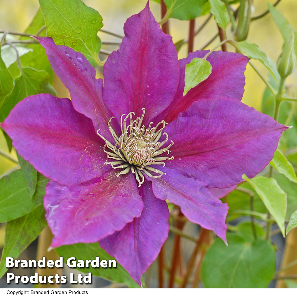 Clematis 'Gladys Picard' image