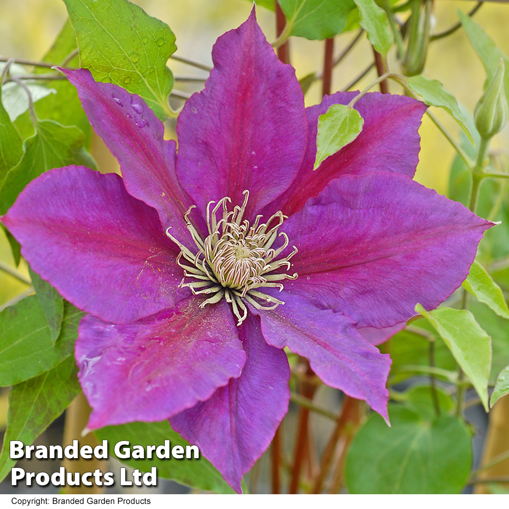 Clematis Picardy™ evipo024 image