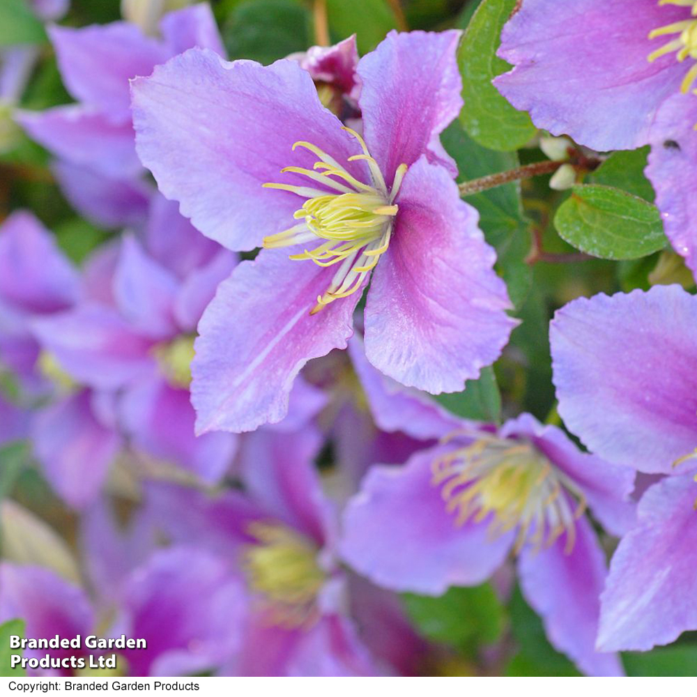 Clematis 'Piilu' image