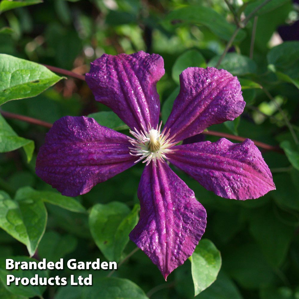 Clematis viticella 'Polish Spirit' image