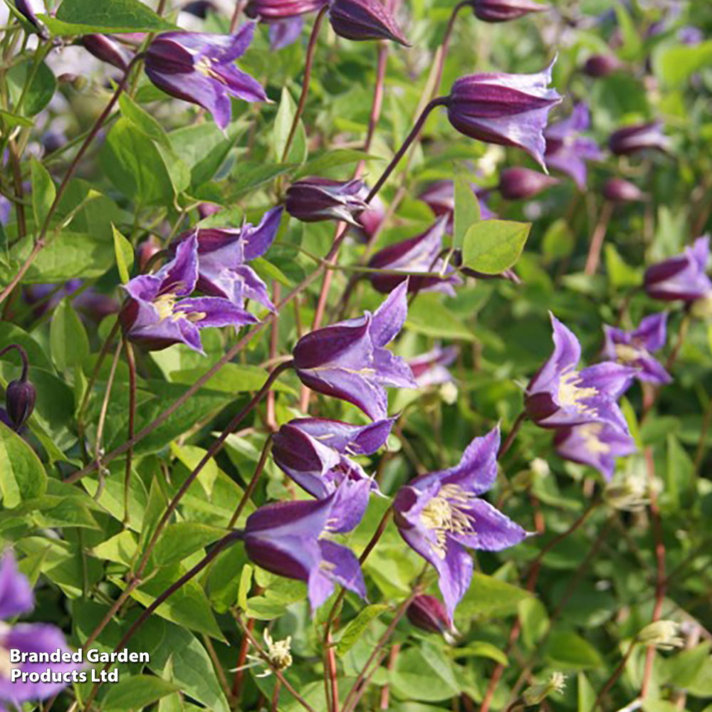 Clematis texensis 'Prince William' image