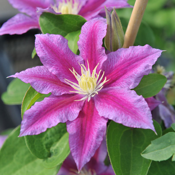 Clematis 'Red Pearl' image